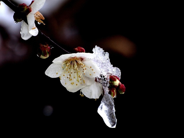 梅の花と雪.jpg